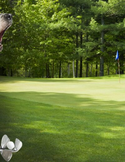 honden mee op de golfbaan
